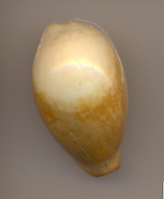 Il fossile più prezioso che ho io !